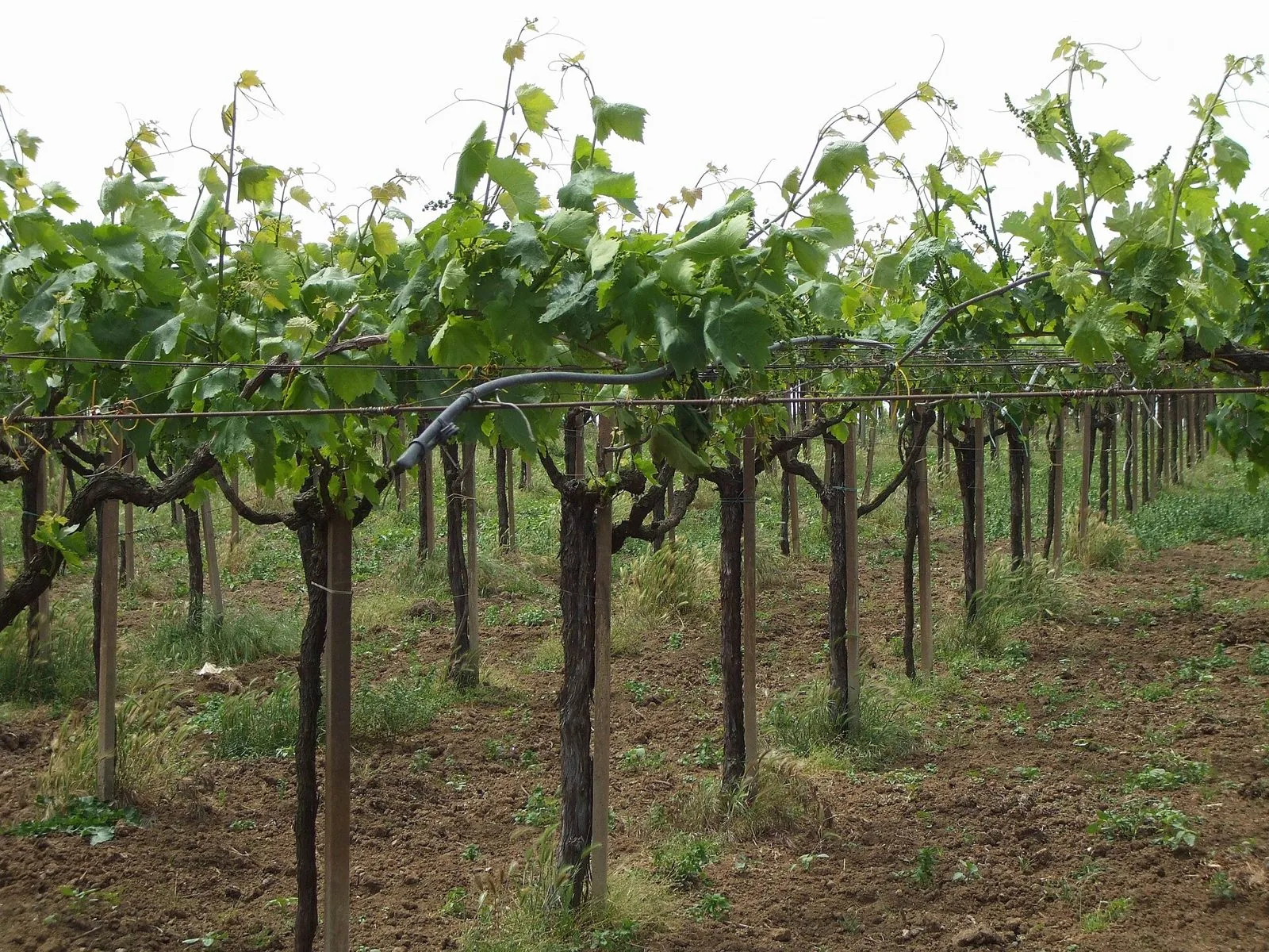 Filari di vite a spalliera con foglie verdi e grappoli in fioritura nei vigneti di Cecchina, ai Castelli Romani